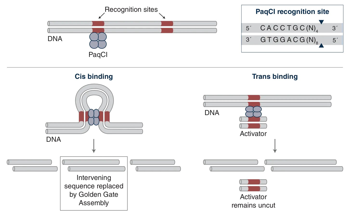 Diagram of PaqCI recognition site, cut site, along with cis-binding and trans-binding