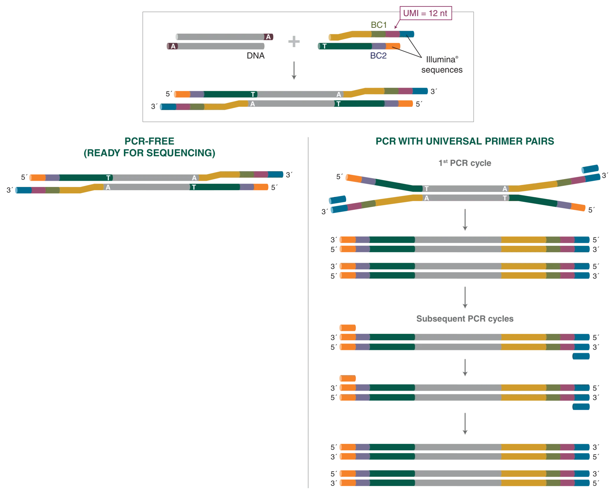 Workflow for NEBNext® Multiplex Oligos for Illumina® (Unique Dual Index UMI Adaptors DNA Sets 1–4)