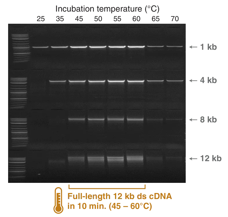Gel depicting robust synthesis at higher temperatures with Induro® Reverse Transcriptase
