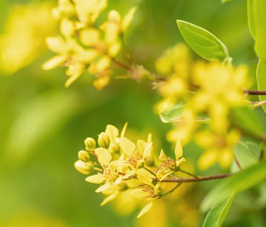Closeup photo of yellow flowers to represent B Corp certification