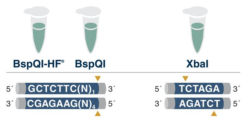 Graphic showing enzymes that are popular for template generation with a restriction enzyme