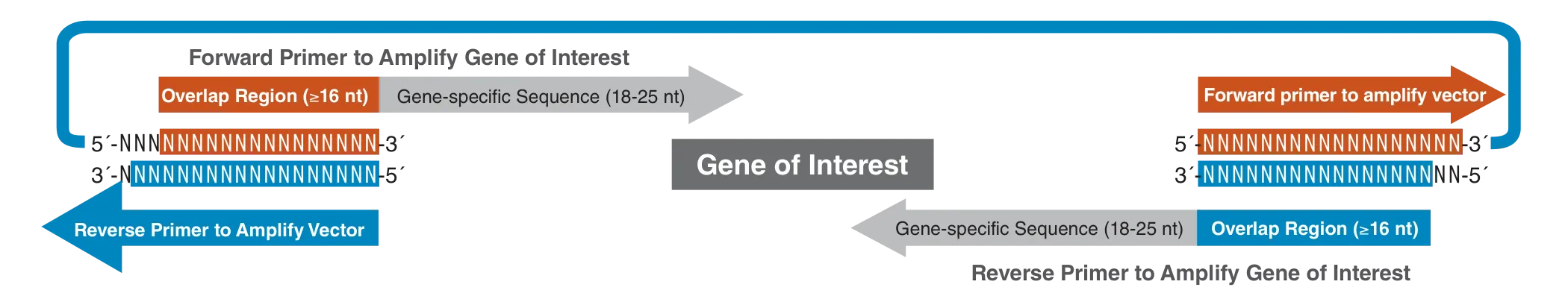 Graphic showing PCR-generated vector and insert assembly