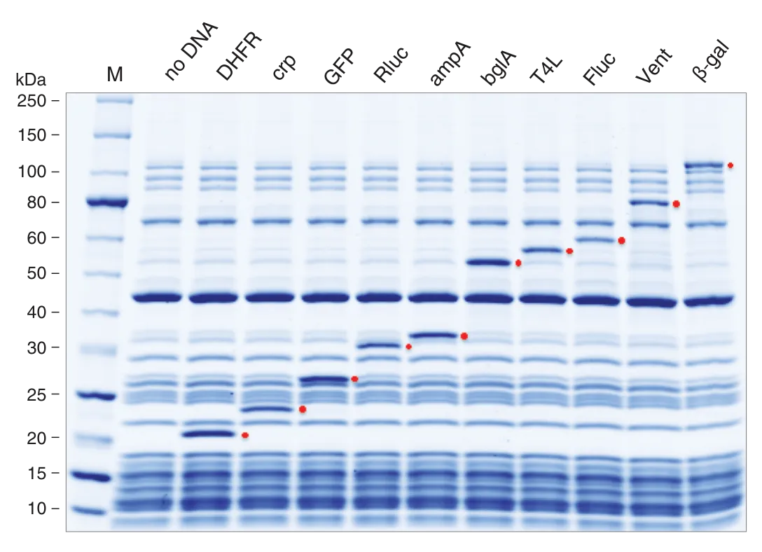 Gel depicting protein expression using the PURExpress® In Vitro Synthesis Kit