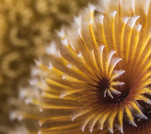 Photo of sea life to represent marine biodiversity