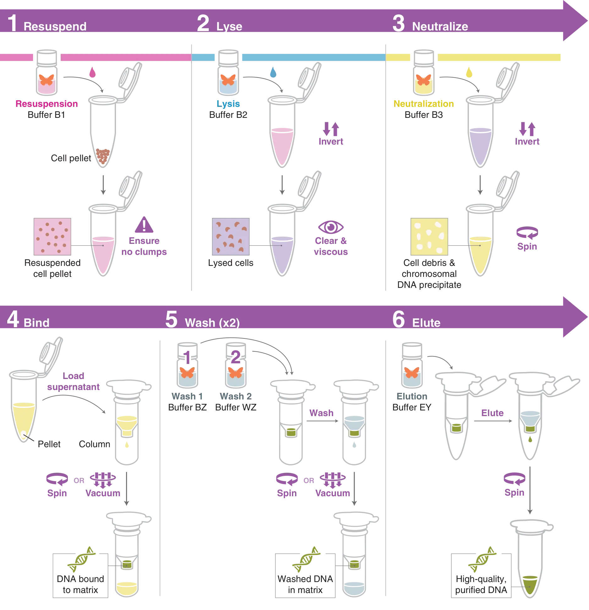 Infographic of workflow
