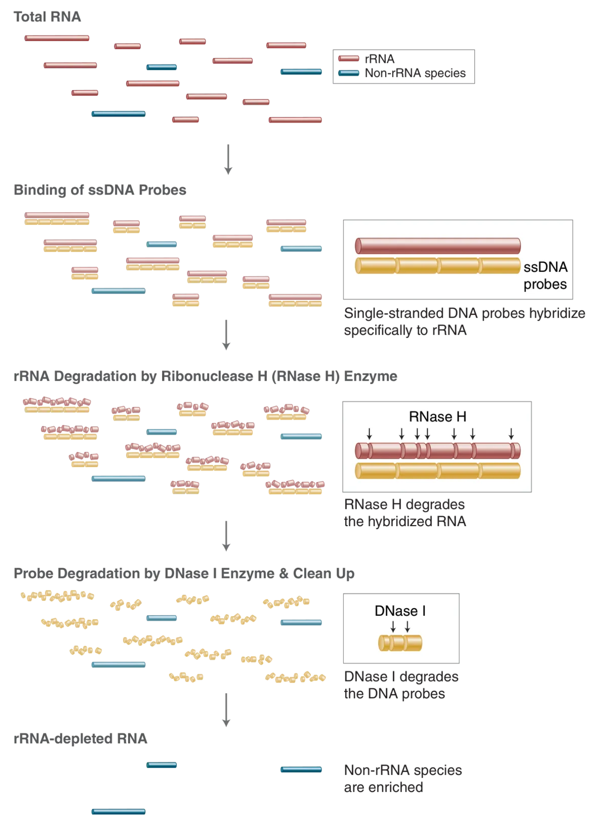 rRNA depletion workflow
