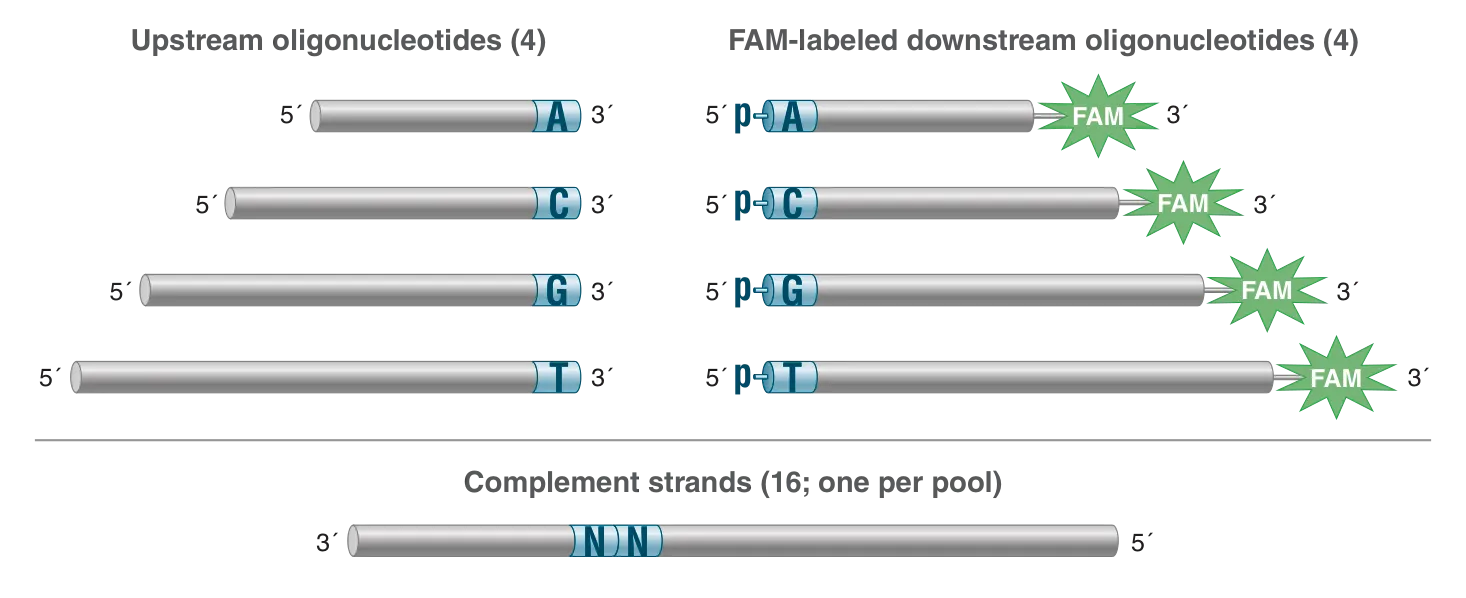 Schematic of multiplex substrate pools