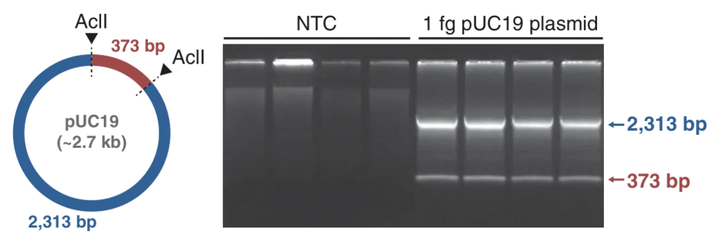 pUC19 map and gel showing efficient amplification for 1 fg pUC19 DNA 