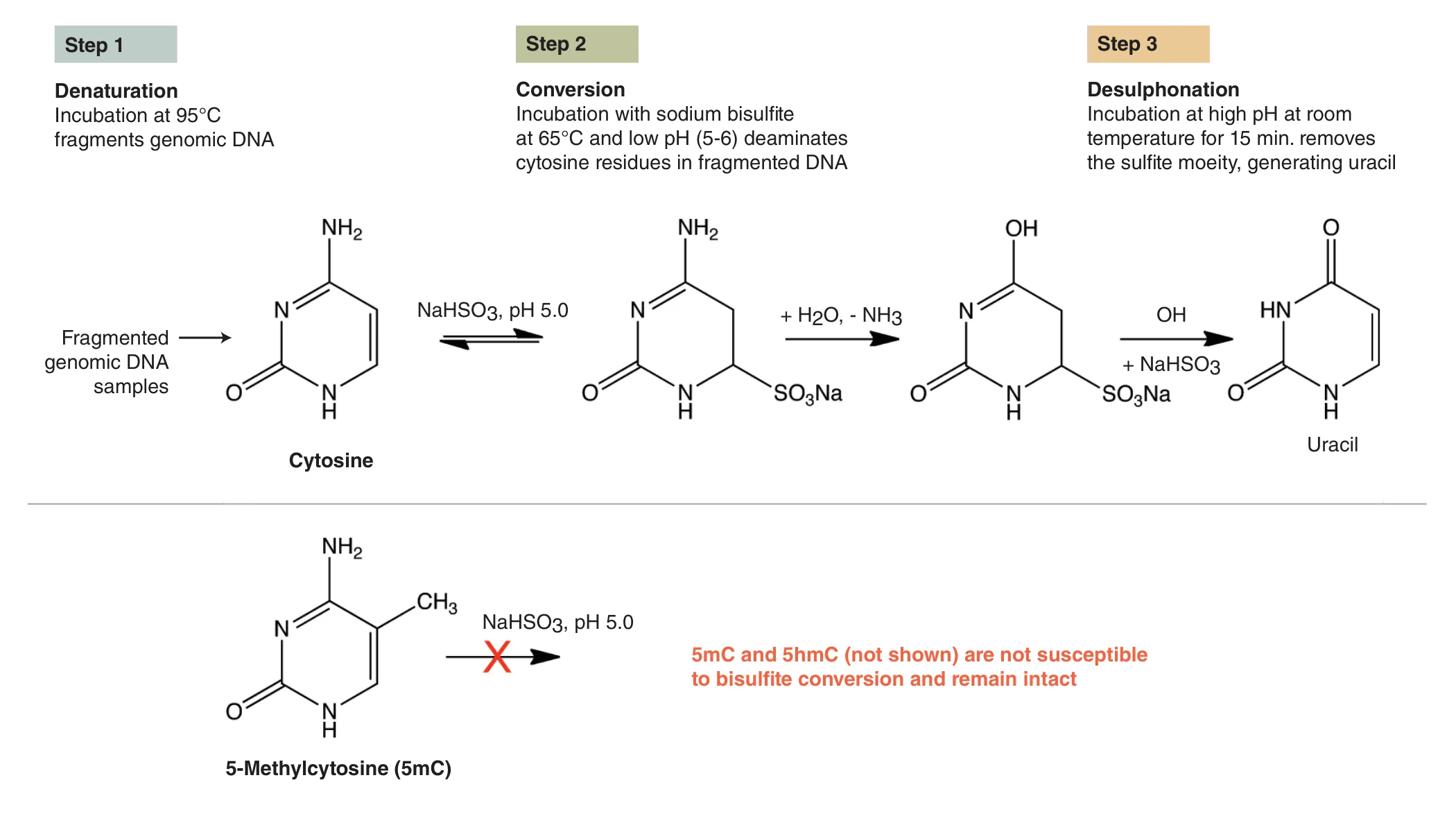 Graphic showing Overview of bisulfite conversion