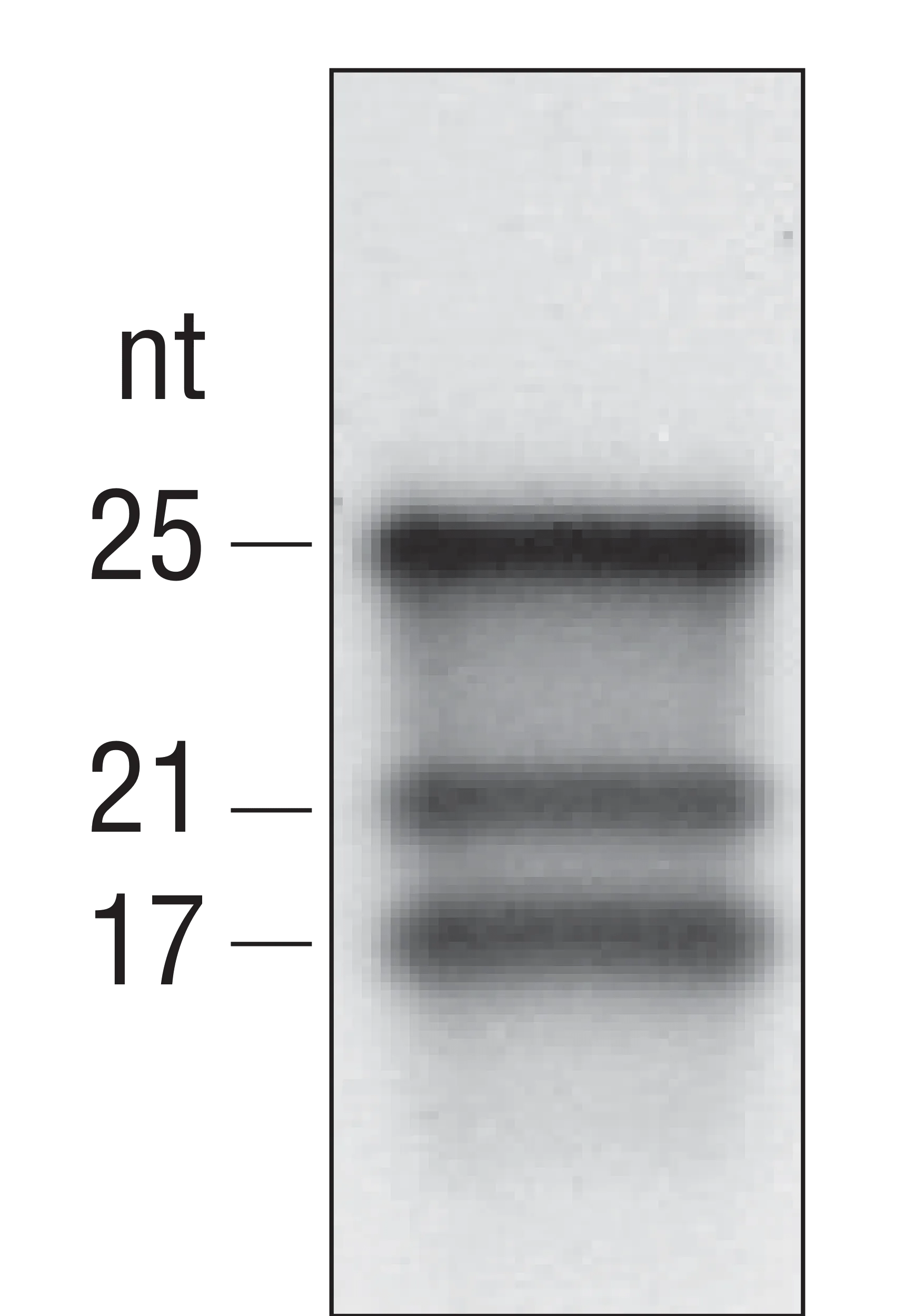 microRNA Marker